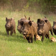 Some Feral Hogs