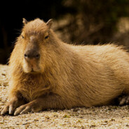 capybara