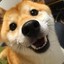 上杉犬次郎