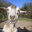 Billy Goat