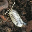 Dairy Cow Isopod