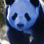 Blue Panda