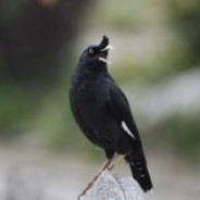 氢醛龘哿，潜读苦学