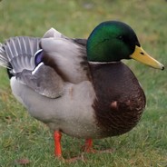An Actual Duck (Velvet)