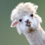 Llama