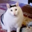 Choka