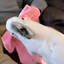 Birb