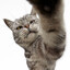 mr.meow