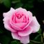 GypsyRose
