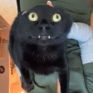 Bean RustBattle