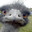 Dusty Crophopper