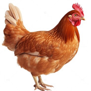 🐔