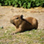 CAPYBARA 1337