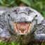 crocodil-crocojy