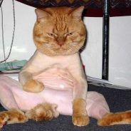 NoxiC | vac bannad för inget???