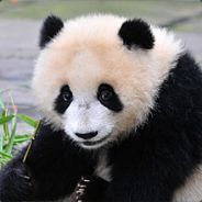 破晓星辰
