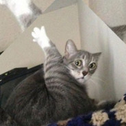 猫咪会有什么坏心思呢