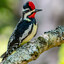 Yellow-bellied Sapsucker