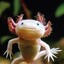 Axolotl--