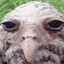 Pollo_Rodriguez