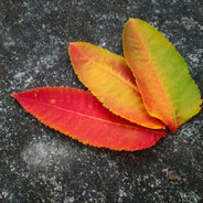 传说中的那个男人