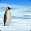emperor penguin