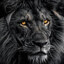 Lantnero (Black Lion Prodigy)