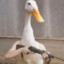 Duckmandrake